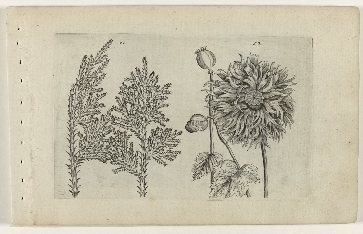 Syvtre og soveball Cognoscite lilia (serietittel) av Crispijn van de Passe (I) (attributed to)