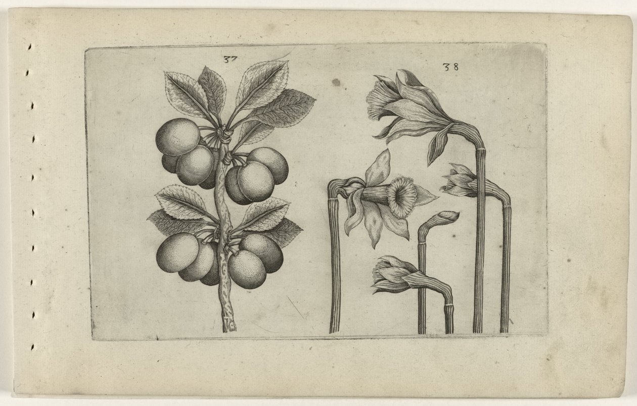 Zure kers og ville påskeliljer Know the Lilies (serietittel) av Crispijn van de Passe (I) (attributed to)