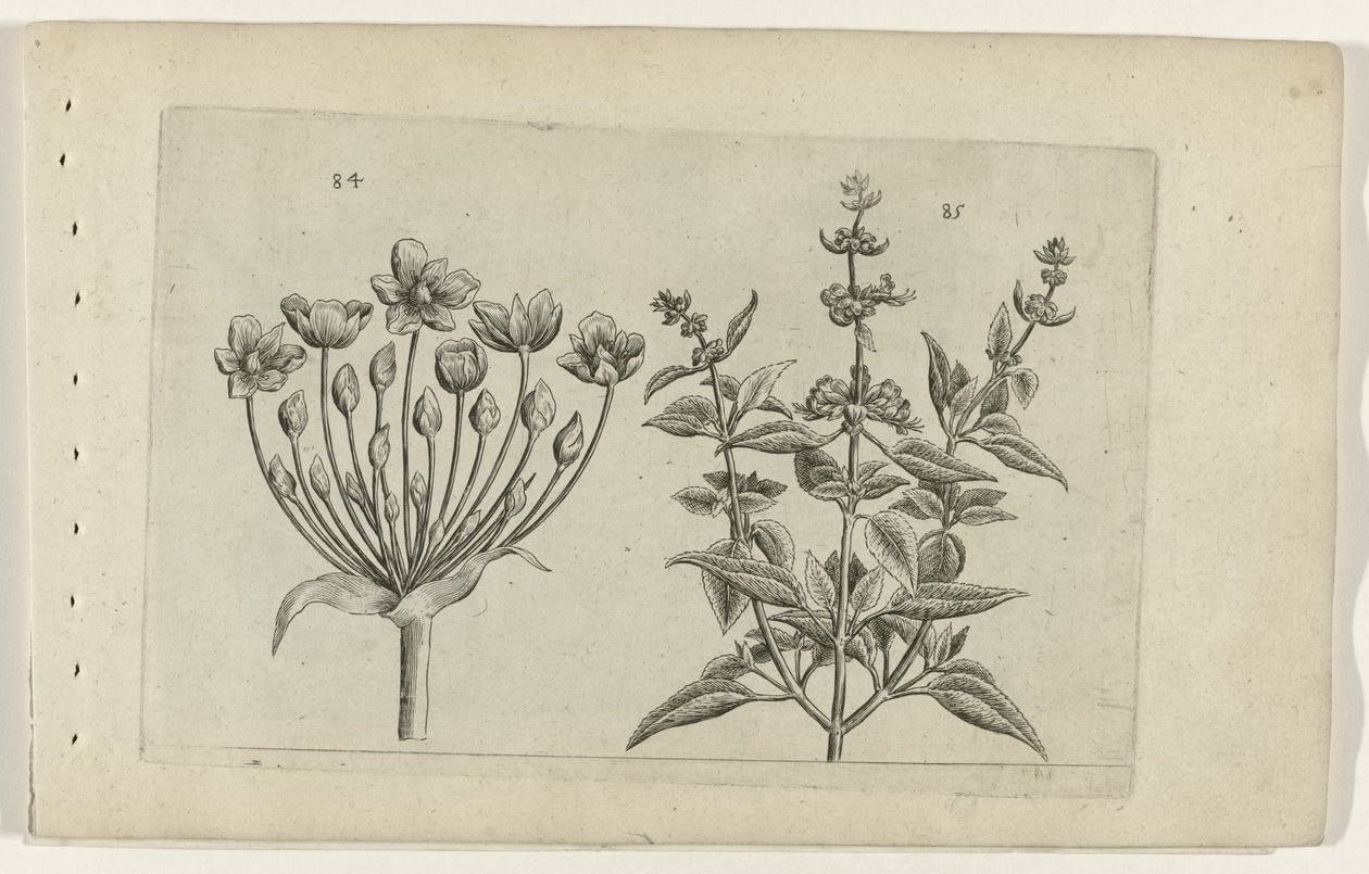 Svaneblomst og småblomstret salvie Cognoscite lilia (serietittel) av Crispijn van de Passe (I) (attributed to)