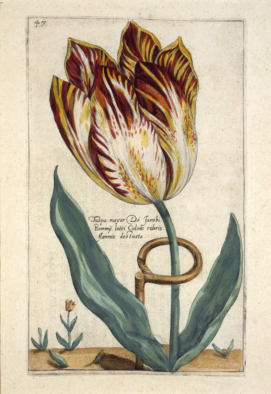 Tulipa Mayor Do Jacobi Bommy, Plate 47, fra 