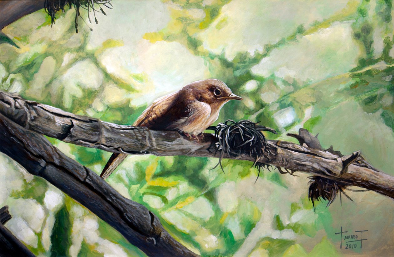 House Wren, the Harmonious Singing, 2010 (akryl på papir) av Cruz Jurado Traverso