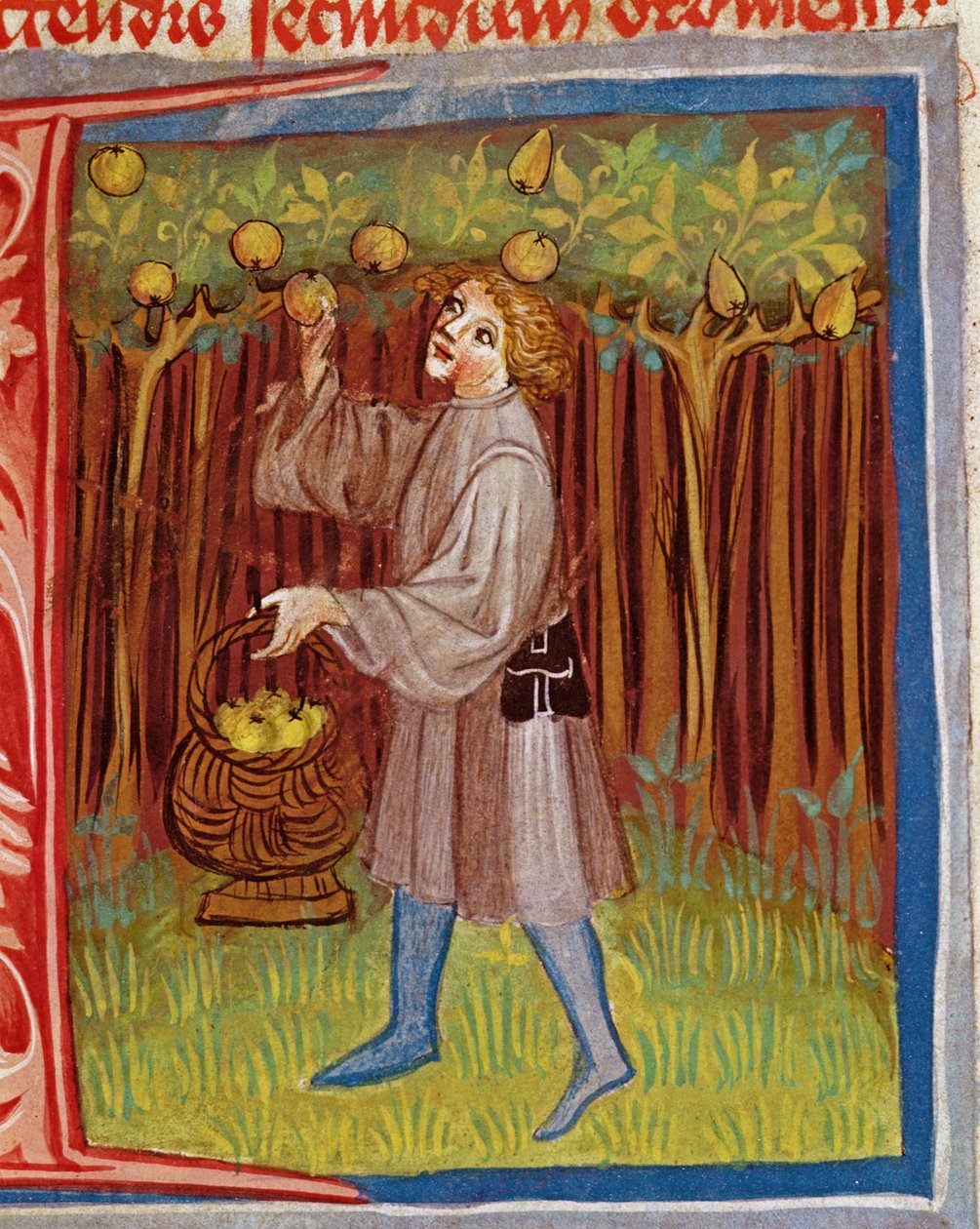 Å plukke frukt fra The Work of Rural Commodore av Pietro Crescenzi (1230-1321) av Czech School