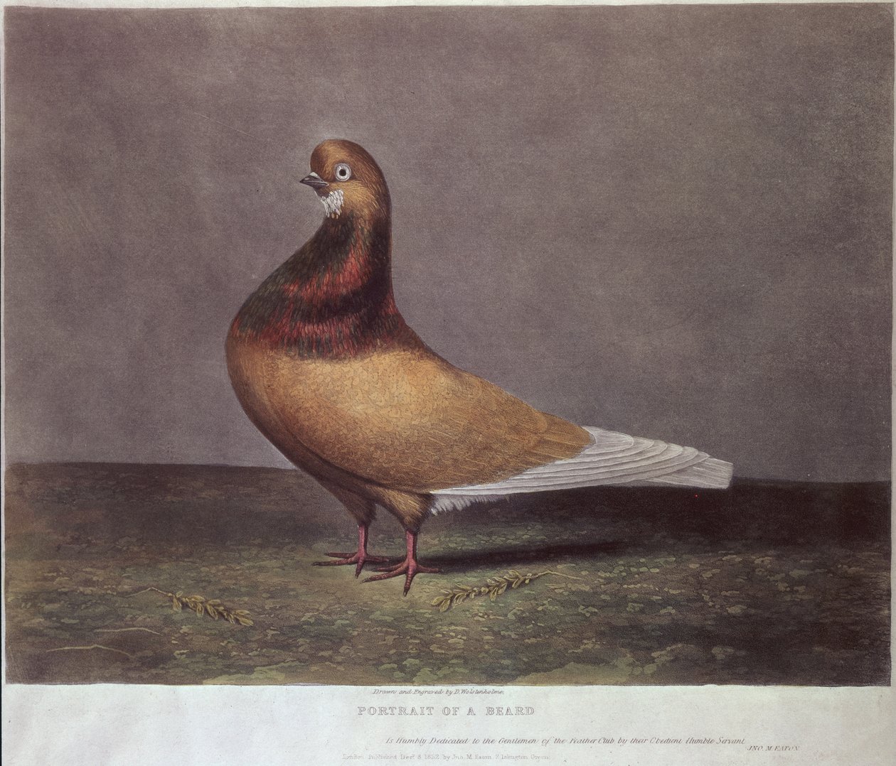 Portrett av en skjeggdue av D. Wolsenholme