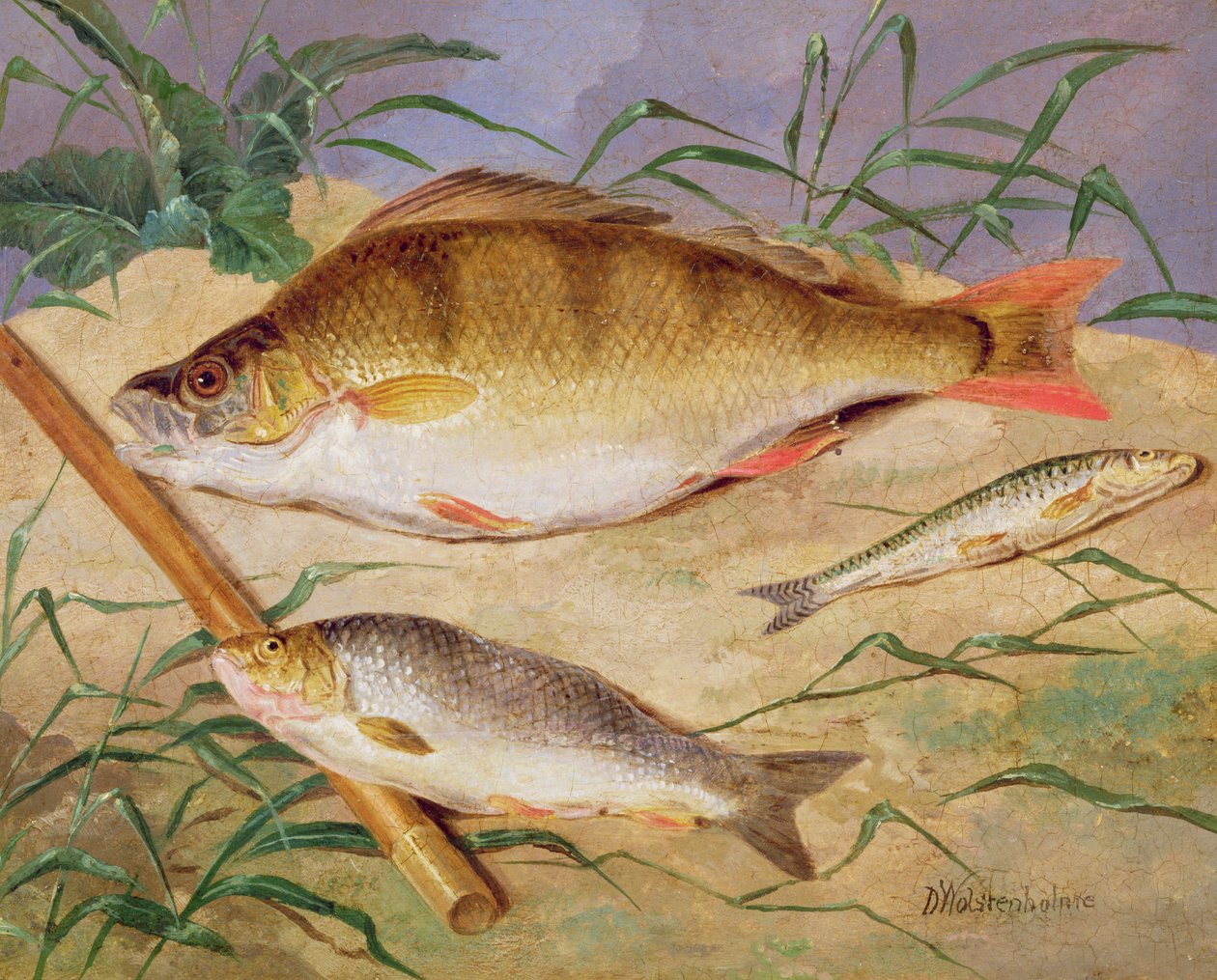 En sportsfiskerfangst av grov fisk av D. the Younger Wolstenholme