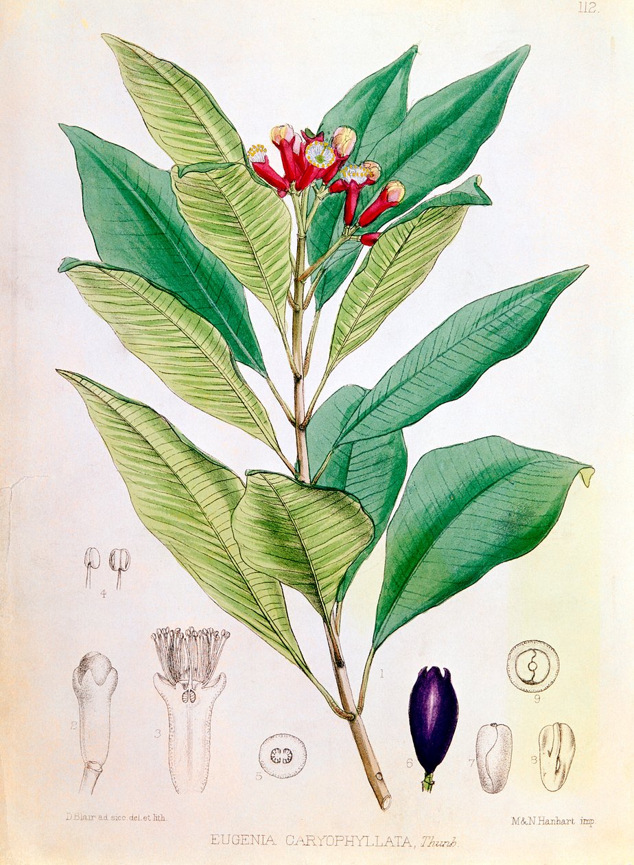 Fedd, blomsterknopp av Syzygium aromaticum Eugenia carophyllata av D Blair