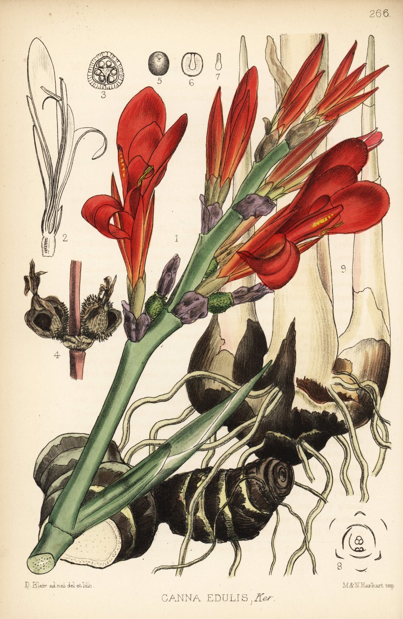 Indisk hagl, achira eller meeru, Canna indica (Canna edulis). Håndfarget litografi av Hanhart etter en botanisk illustrasjon av David Blair fra Robert Bentley og Henry Trimen