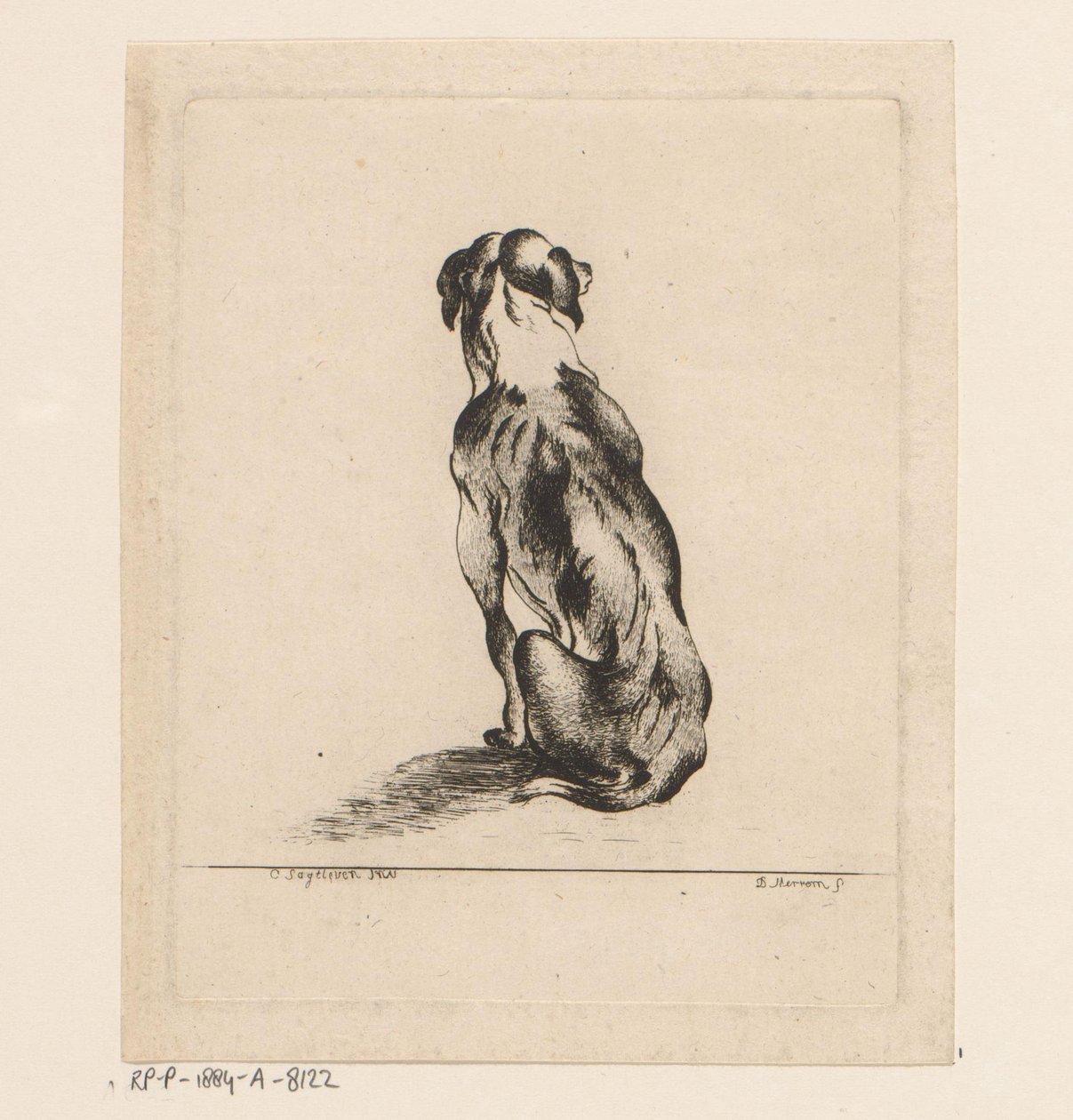 Sittende hund sett bakfra av D. Merrem