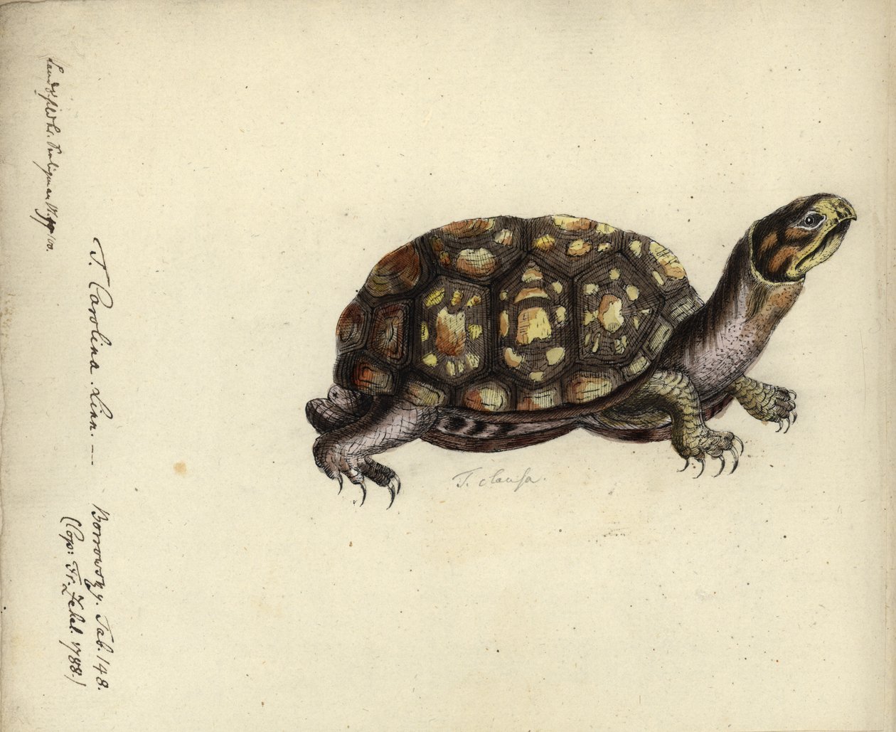 Terrapene carolina, av Friedrich Zehelein, etter en gravering fra 