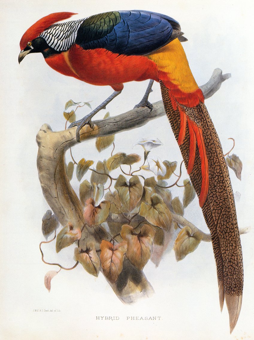 Hybrid fasan Chrysolophus pictus Chrysolophus amherstiae av Daniel Giraud Elliot