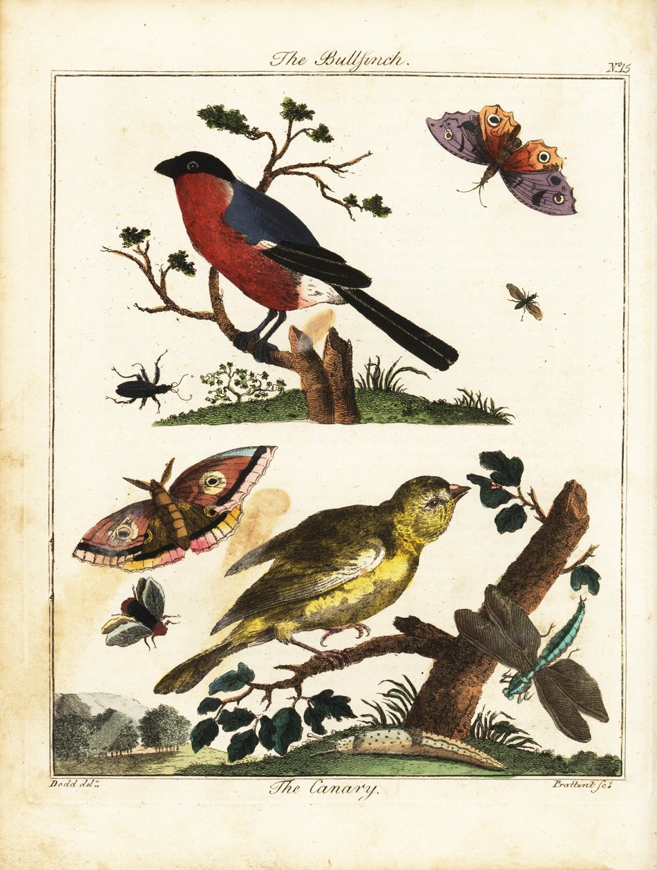 Bullfinch, kanarifugl, sommerfugl, møll, etc. 1792 (gravering) av Daniel (after) Dodd