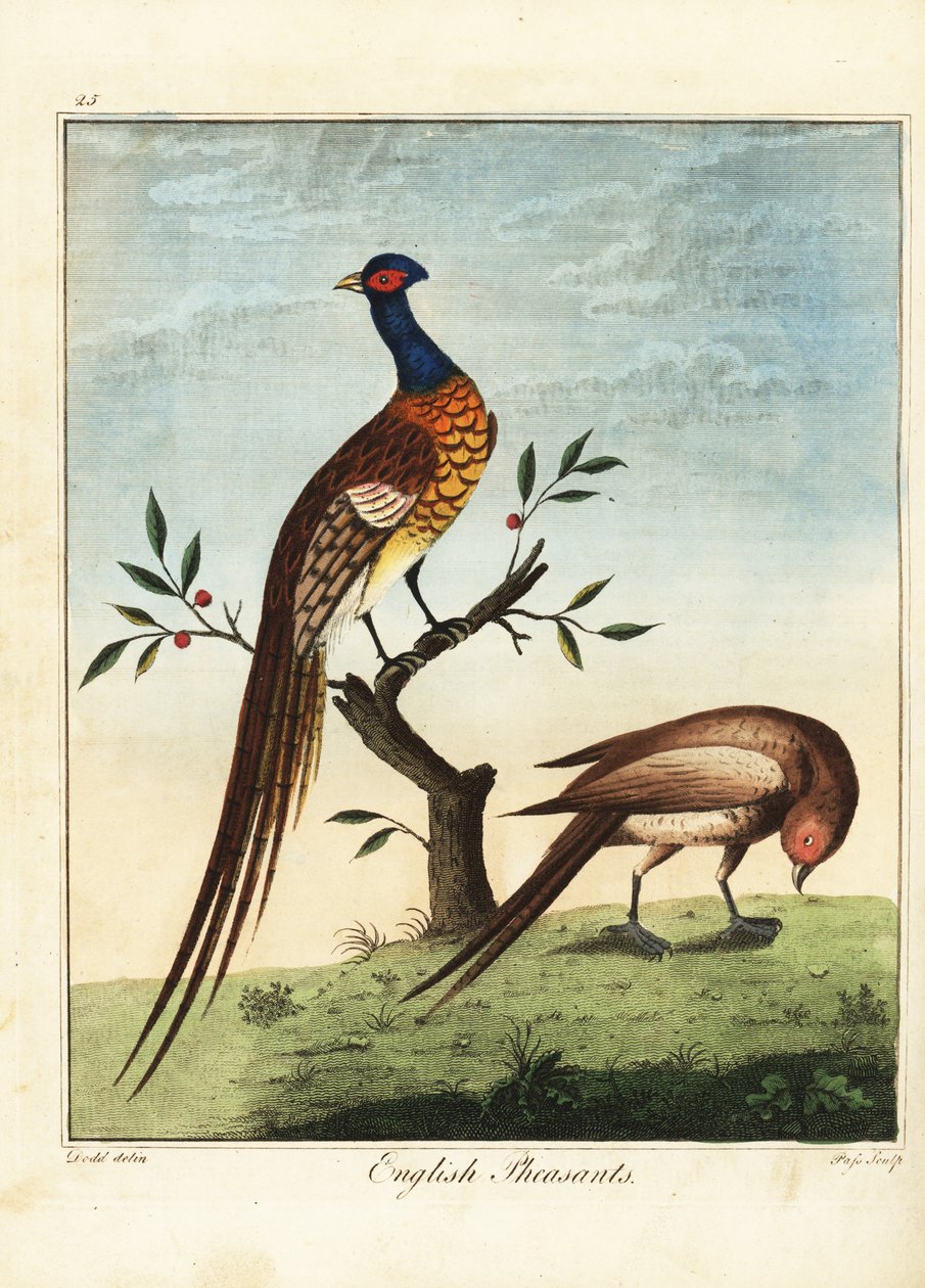 Engelske fasaner, hanner og hunner. 1792 (gravering) av Daniel (after) Dodd