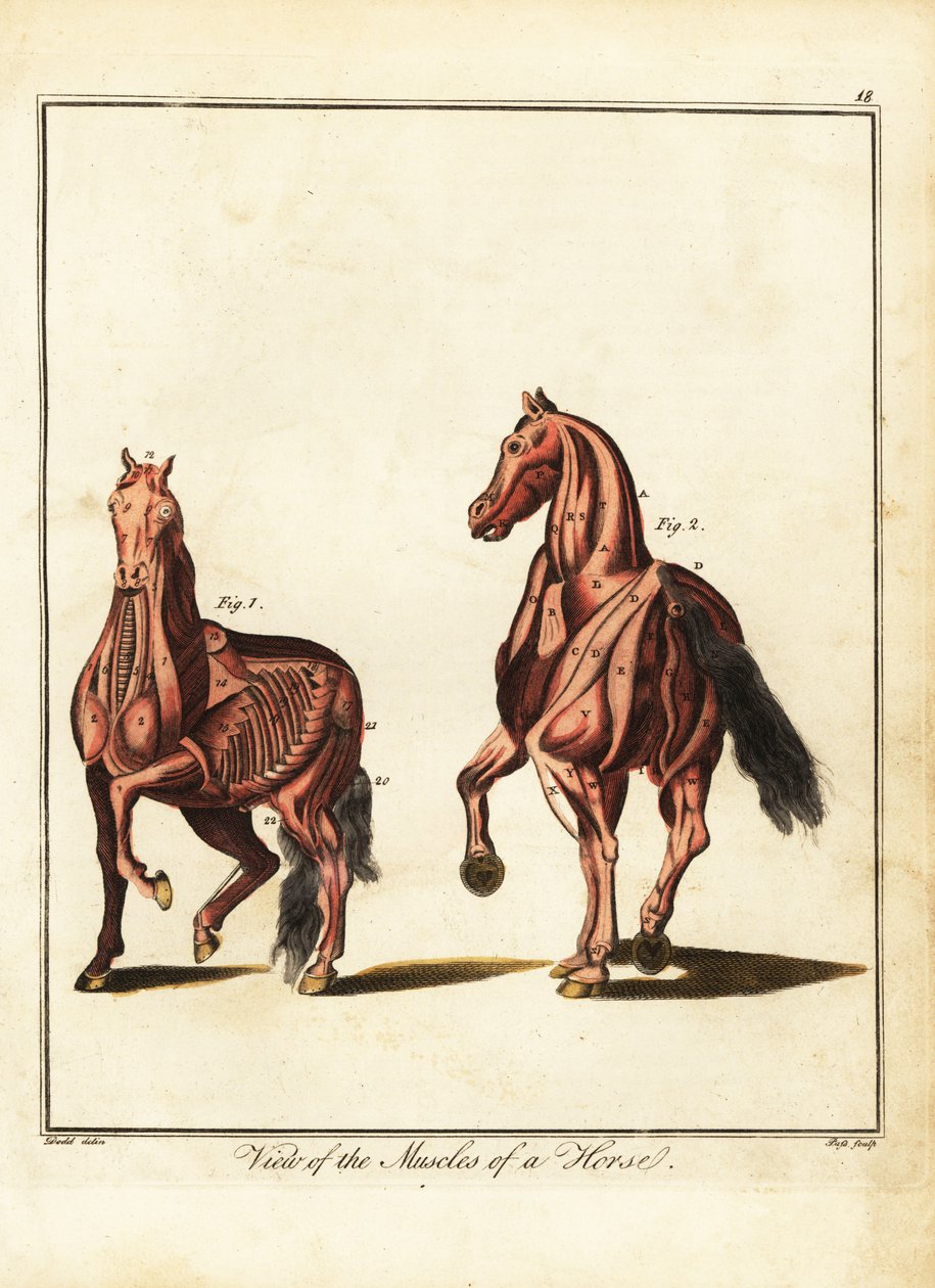Muskulatur til en hest. 1792 (gravering) av Daniel (after) Dodd