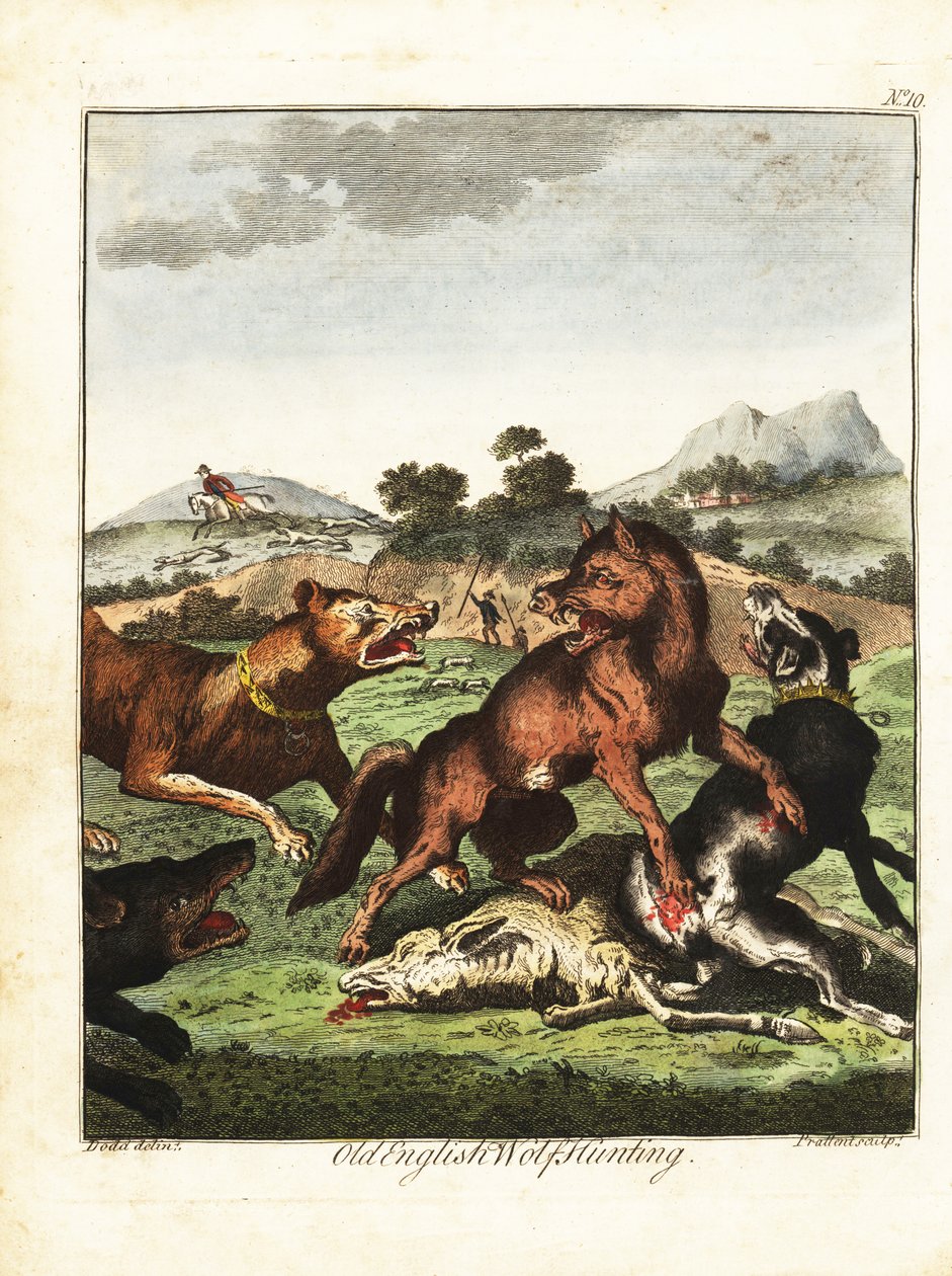 Gammel engelsk ulvejakt. 1792 (gravering) av Daniel (after) Dodd