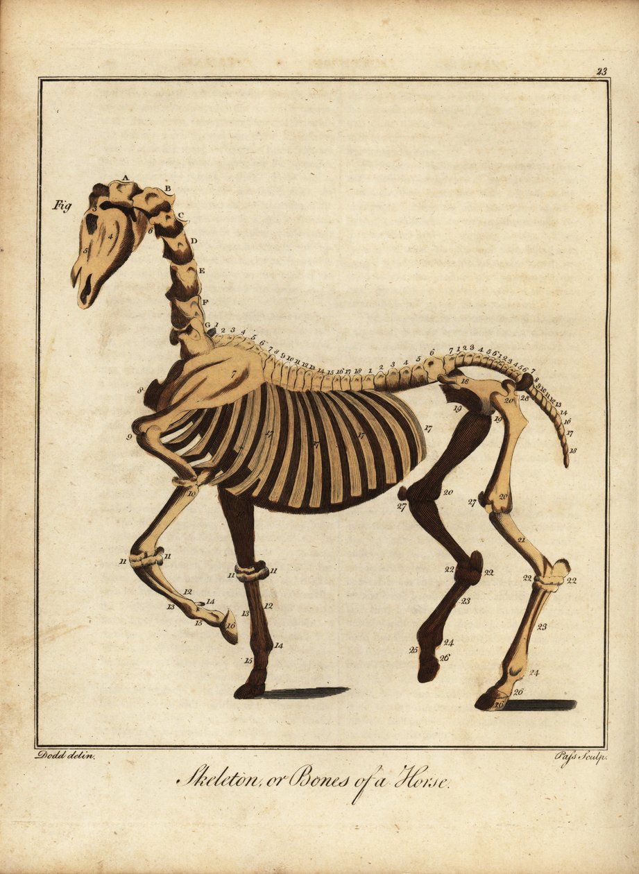 Skjelett eller bein av en hest. 1792 (gravering) av Daniel (after) Dodd