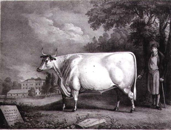 Baronen, et priskorthorn (The Nannau White Cow) gravert av Charles Joseph Hullamandel (1789-1850) 1824 av Daniel Clowes