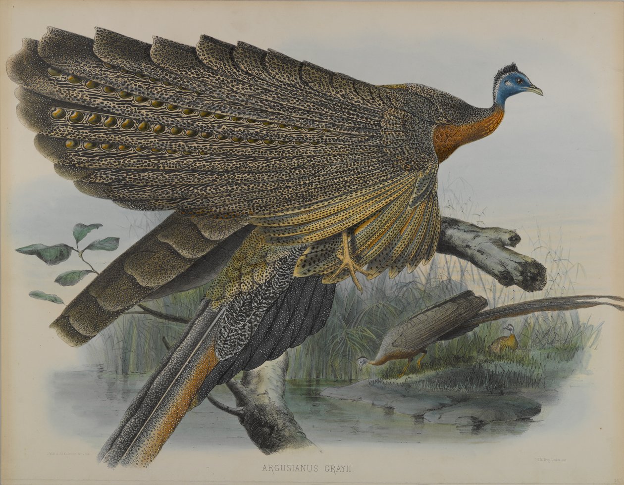 Argusianus Grayii (farge litho) av Daniel Giraud and Gould John Elliott