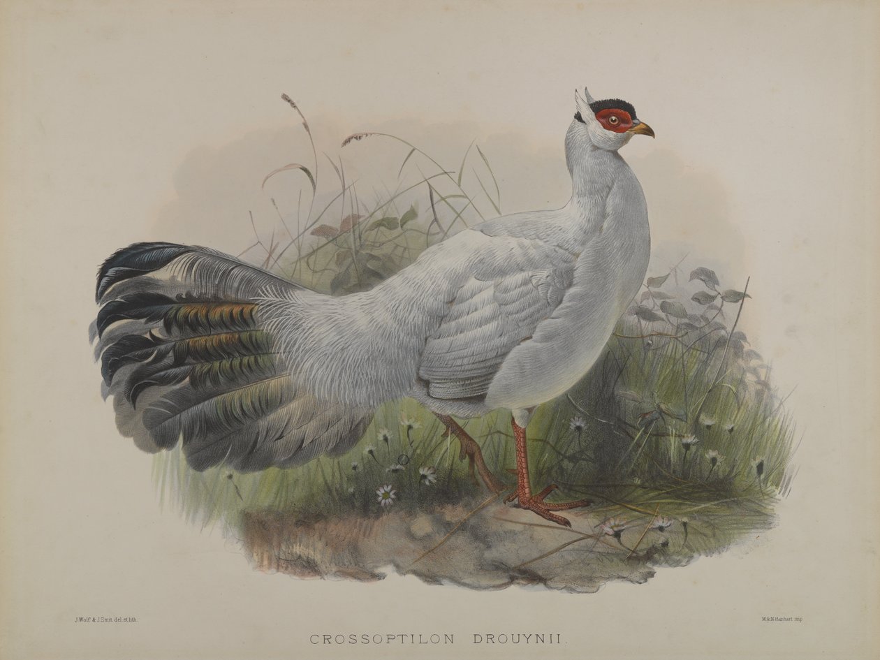 Crossoptilon Drouynii (farge litho) av Daniel Giraud and Gould John Elliott