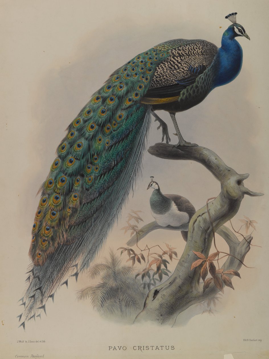 Pavo Cristatus - Påfugl (farge litho) av Daniel Giraud and Gould John Elliott