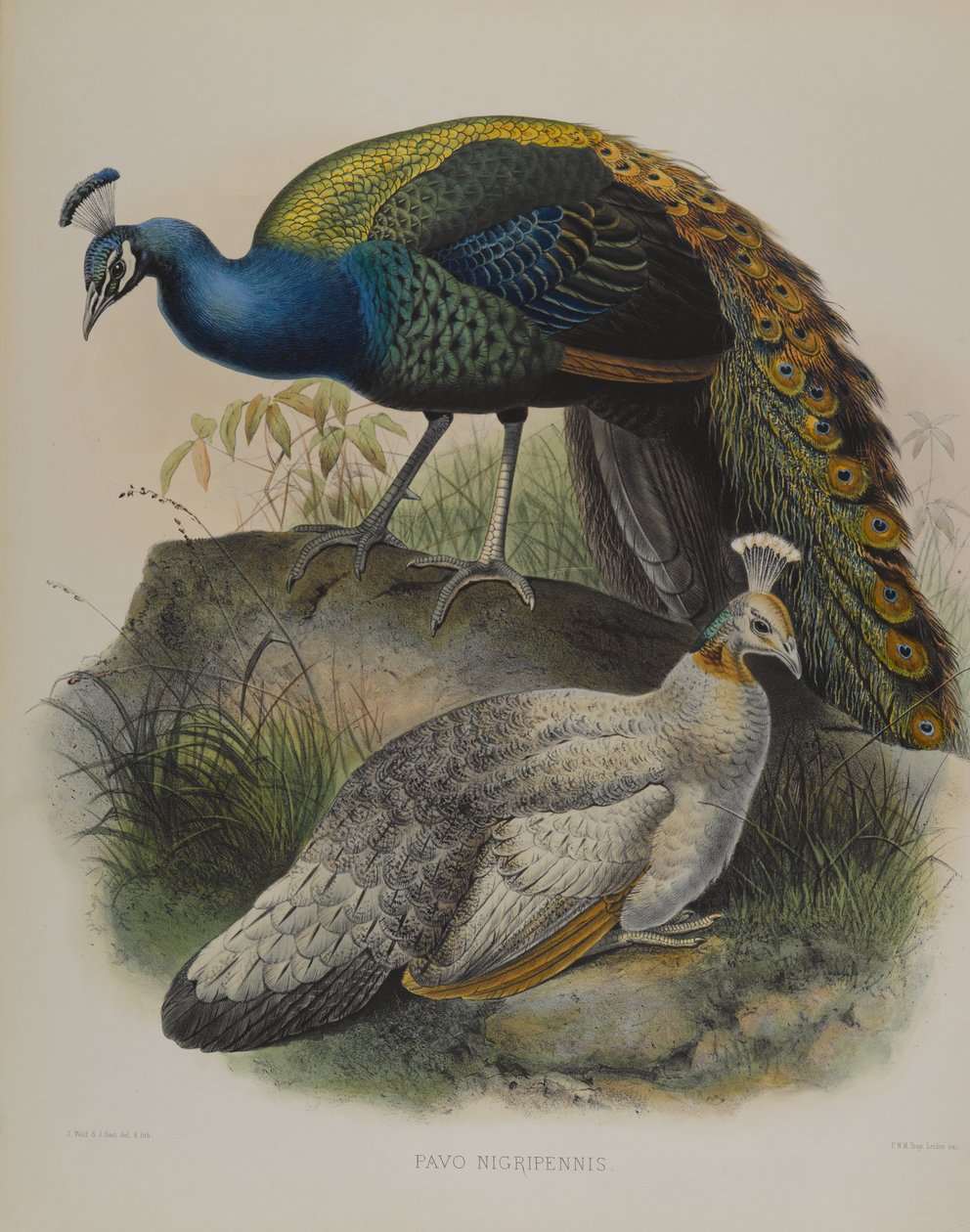 Pavo Nigripennis - Black Shouldered Pea Fowl (farge litho) av Daniel Giraud and Gould John Elliott
