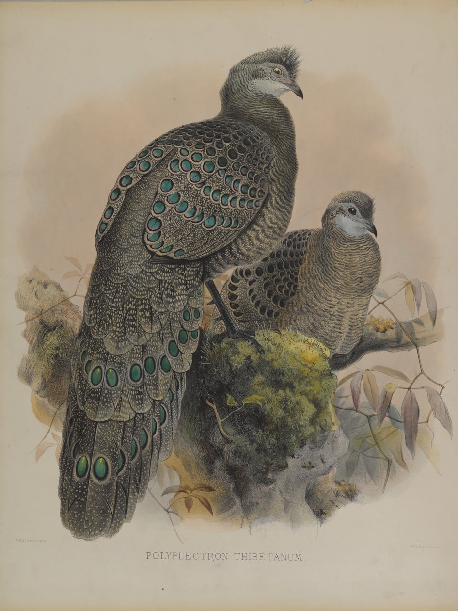 Polyplectron Tibetanum (farge litho) av Daniel Giraud and Gould John Elliott