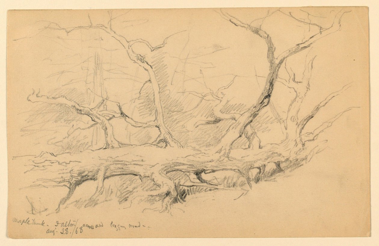 Maple Trunk, Across Old Logging Road, Dalton av Daniel Huntington