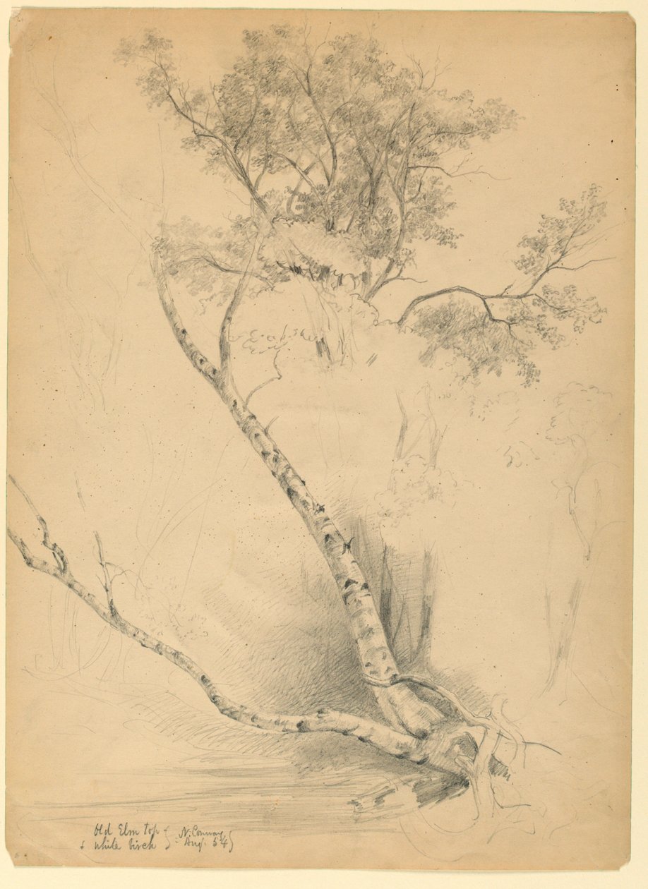 Old Elm Top and White Birch, North Conway, New Hampshire av Daniel Huntington