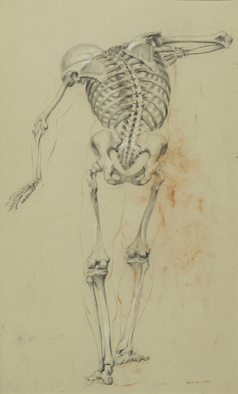 Skeleton Study, ca. 1848 (kritt og fargestift på brunt papir montert på papp) av Daniel Huntington