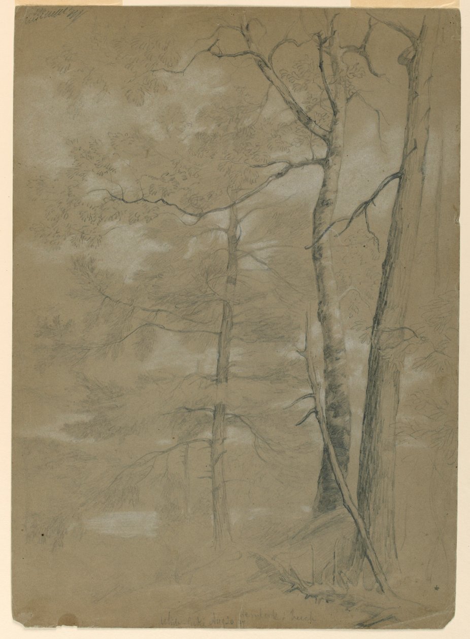 Studie av Hemlock and Beech, White Lake av Daniel Huntington