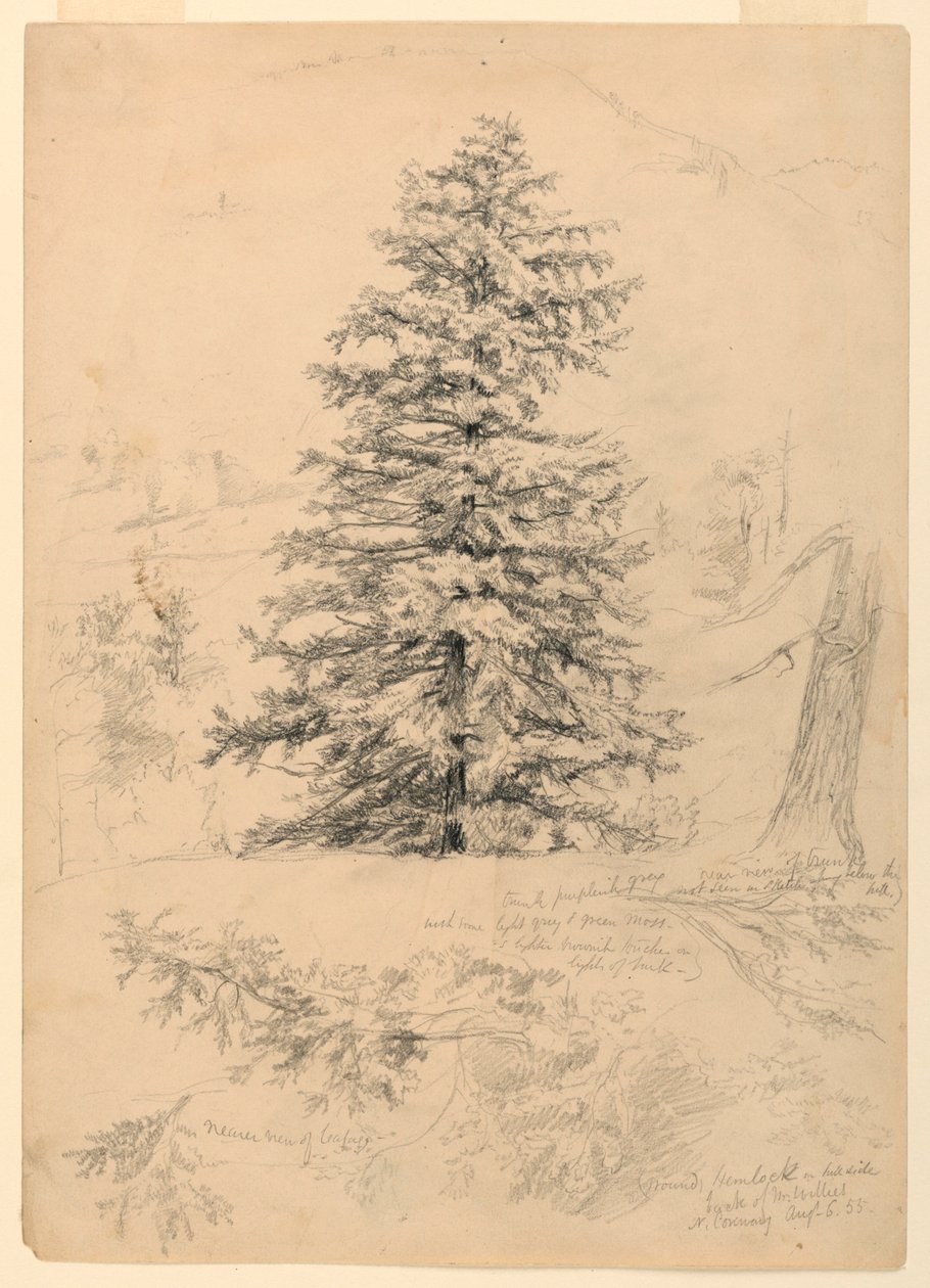 Studie av en Hemlock, North Conway, New Hampshire av Daniel Huntington