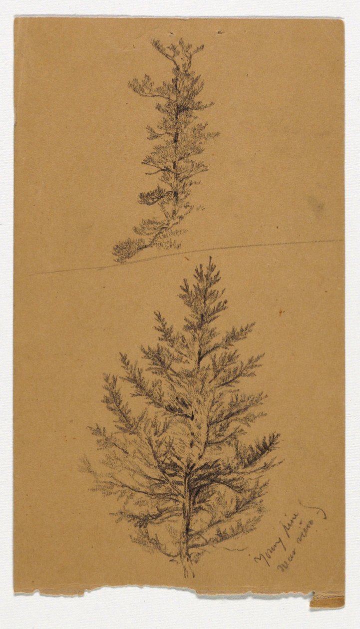 Young Pines av Daniel Huntington