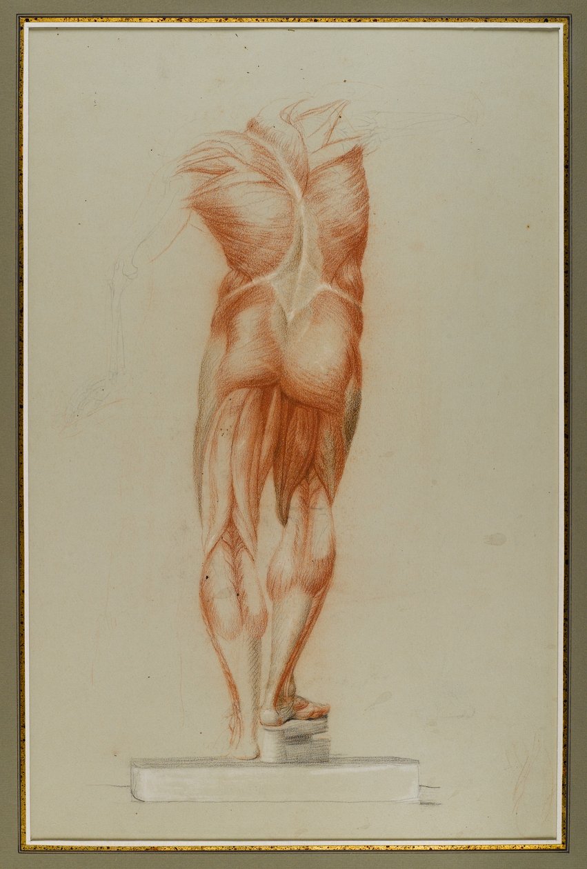 Écorché (Figure Study of Musculature), ca. 1848 (kritt og grafitt på papir) av Daniel Huntington