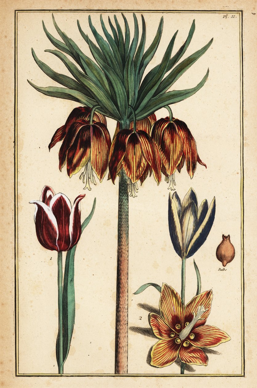 Crown Imperial Lily, Fritillaria imperialis og tulipaner, Tulipa gesneriana av Daniel Rabel