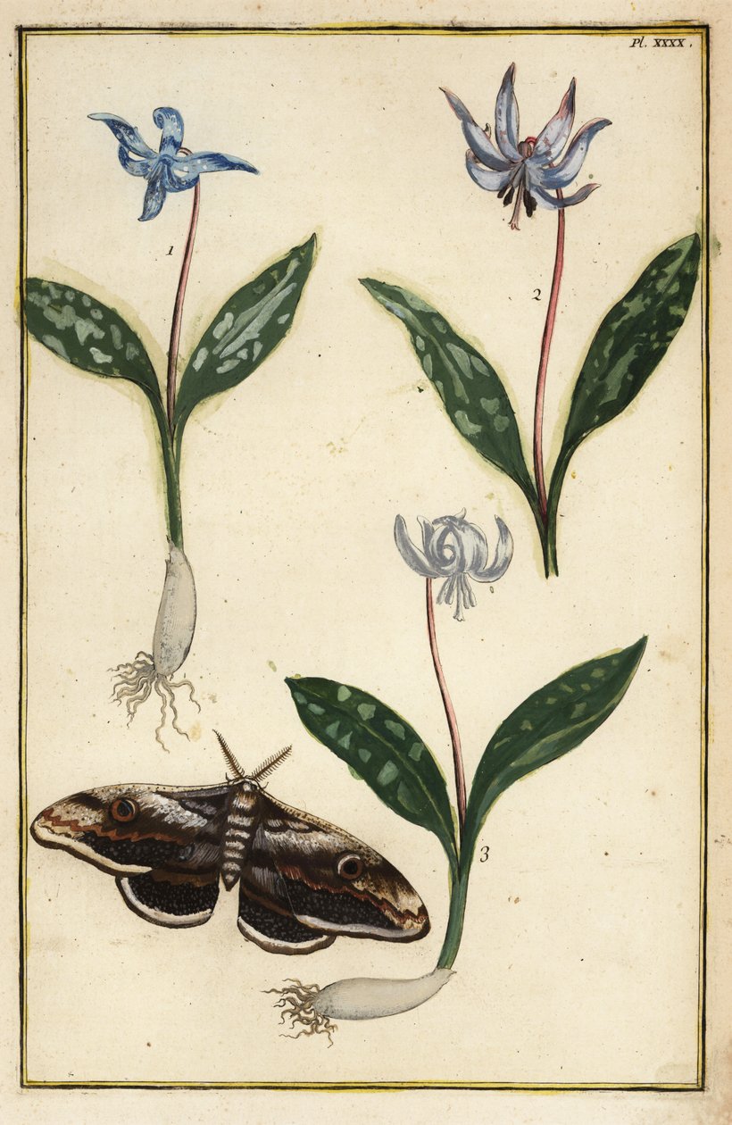 Hundetann-fiolett eller hundetannfiolett, Erythronium dens-canis og møll av Daniel Rabel