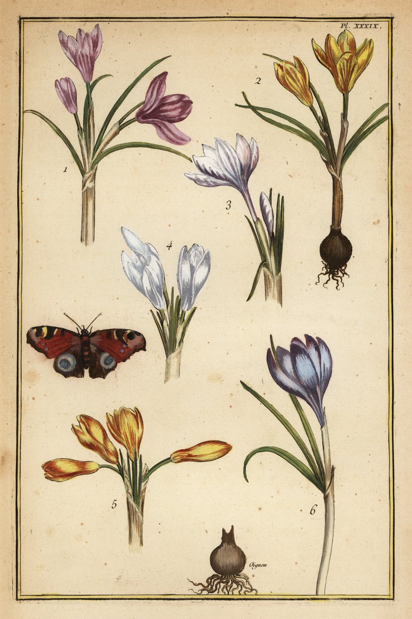 Vårkrokus, Crocus vernus og europeisk påfuglsommerfugl, Aglais io av Daniel Rabel