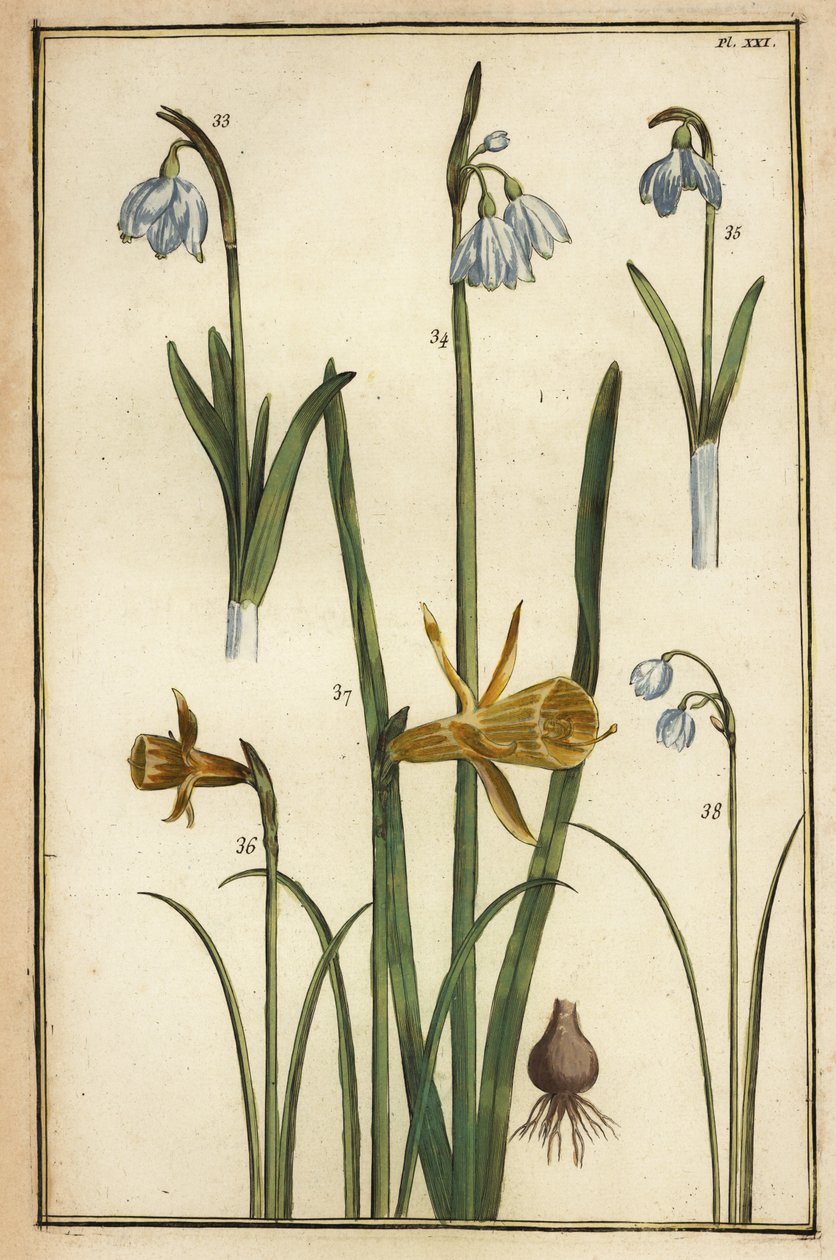 Vill påskelilje, Narcissus pseudonarcissus og snøklokker, Galanthus nivalis av Daniel Rabel