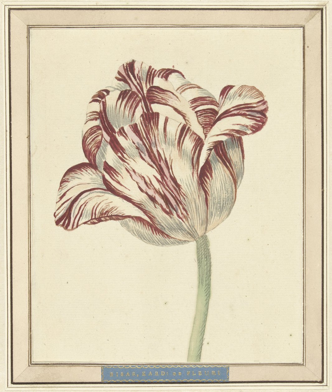 Tulipan, kalt Bisar, kardinal de Fleuri av Daniël Marot (II)
