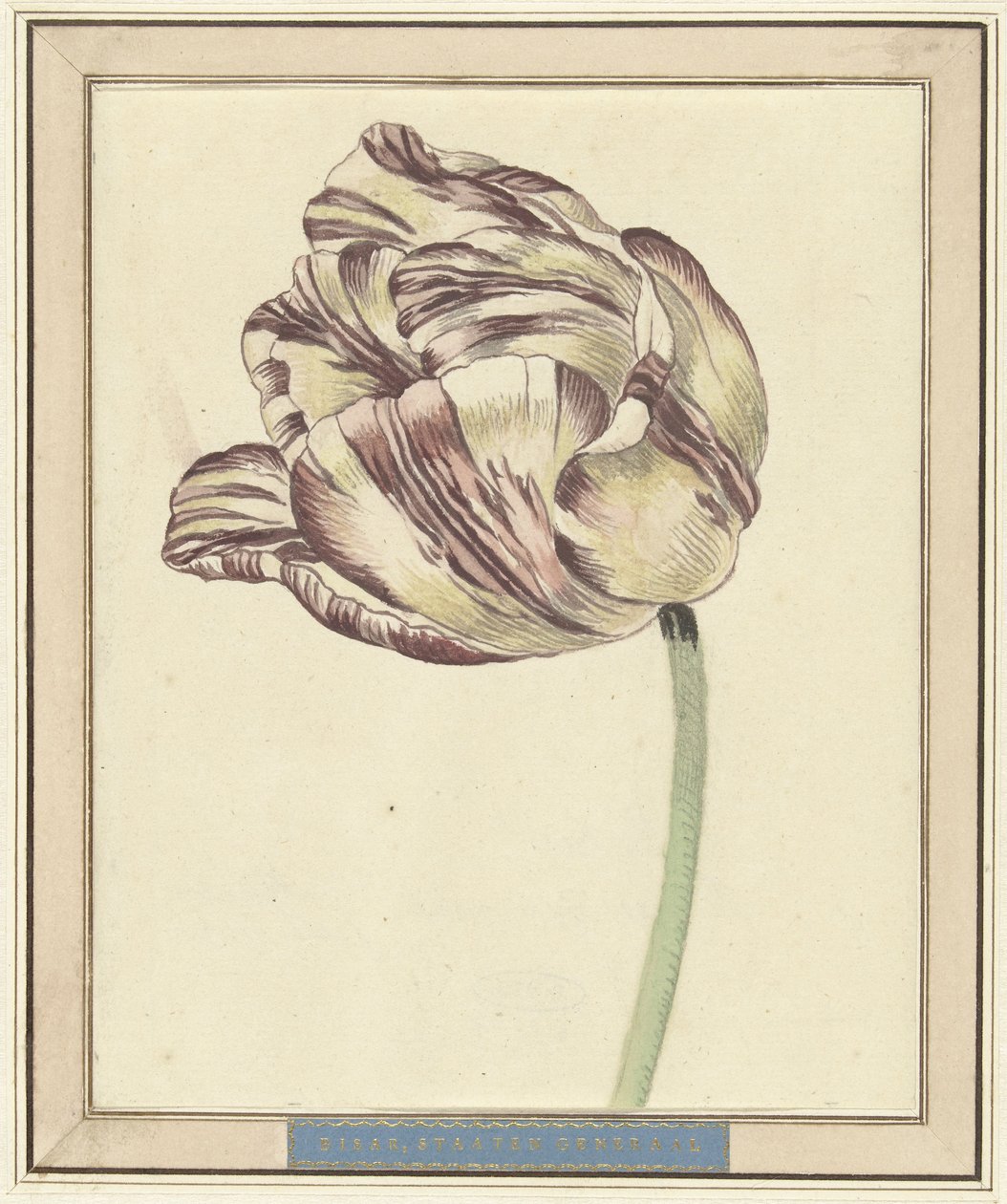 Tulipan, kalt Bisar, statsgeneral av Daniël Marot (II)
