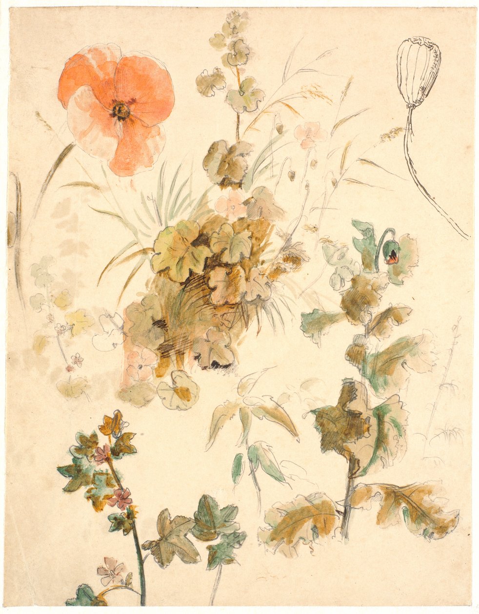 Studier av ulike blomster, bl.a. valmuer av Dankvart Dreyer