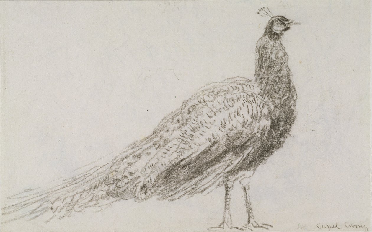 Påfugl ved Capel Curig, ca. 1845 (svart kritt på vevd papir) av David Cox