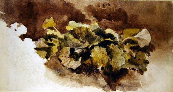 Dock Leaves (akvarell på papir) av David Cox