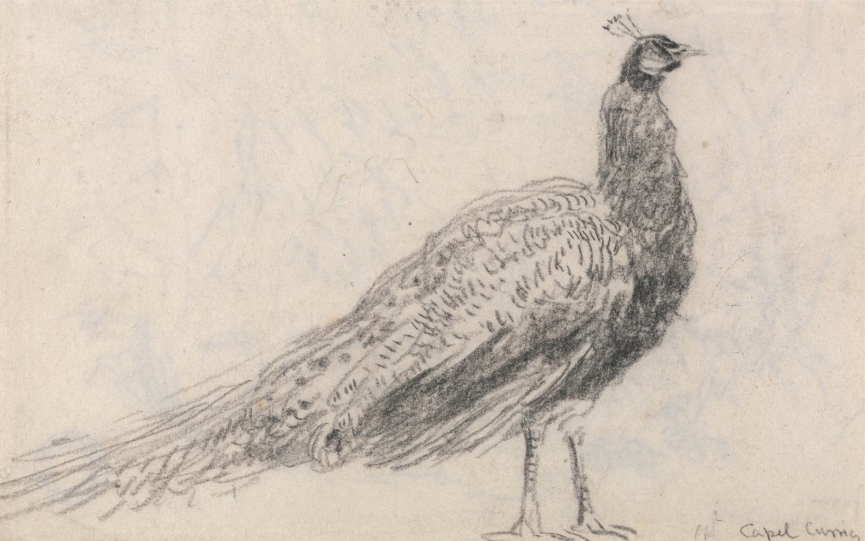  av David Cox