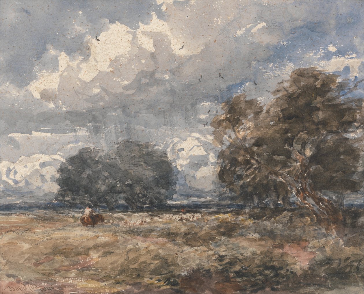  av David Cox