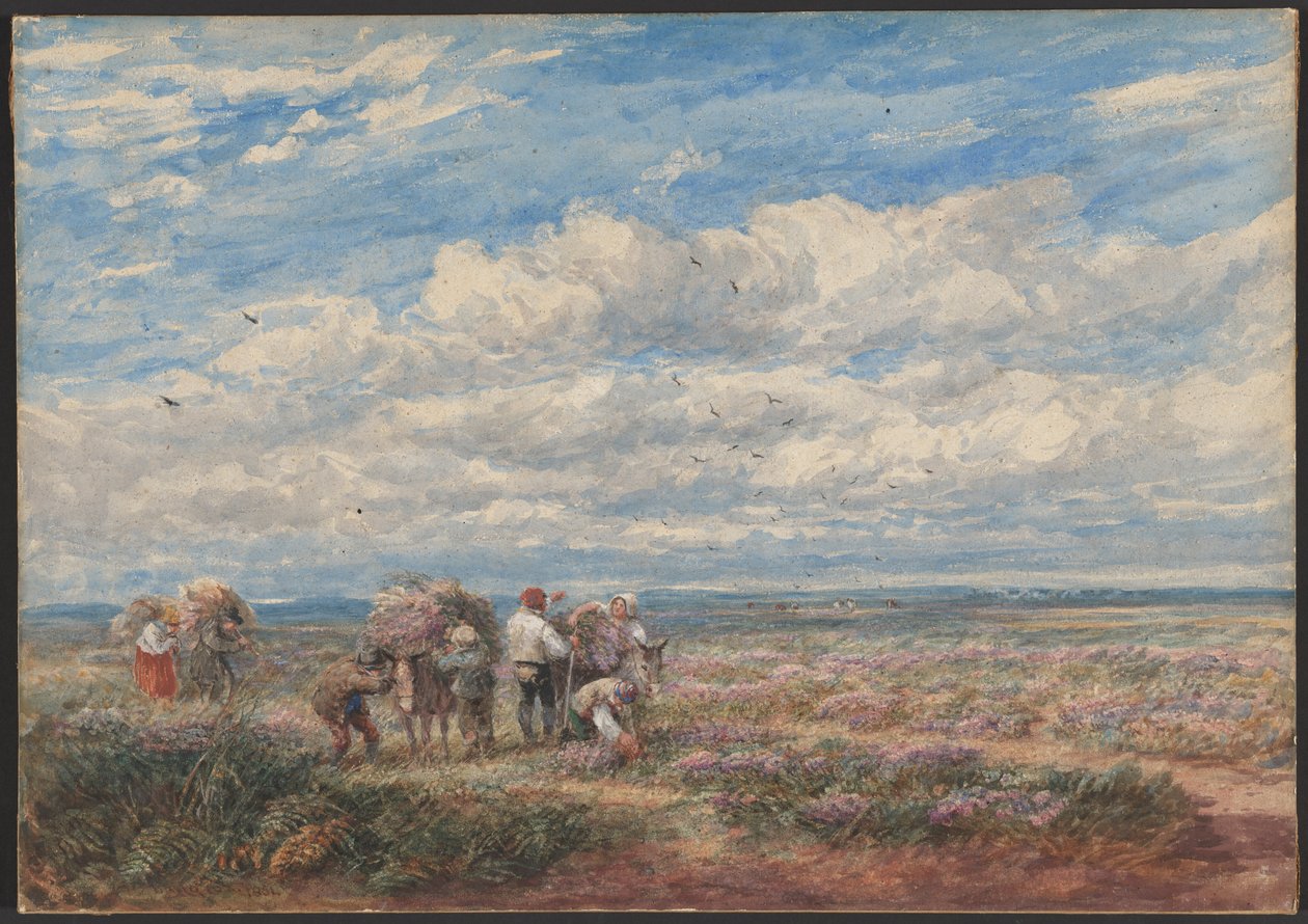 Lyng- eller gyvelplukkerne av David Cox