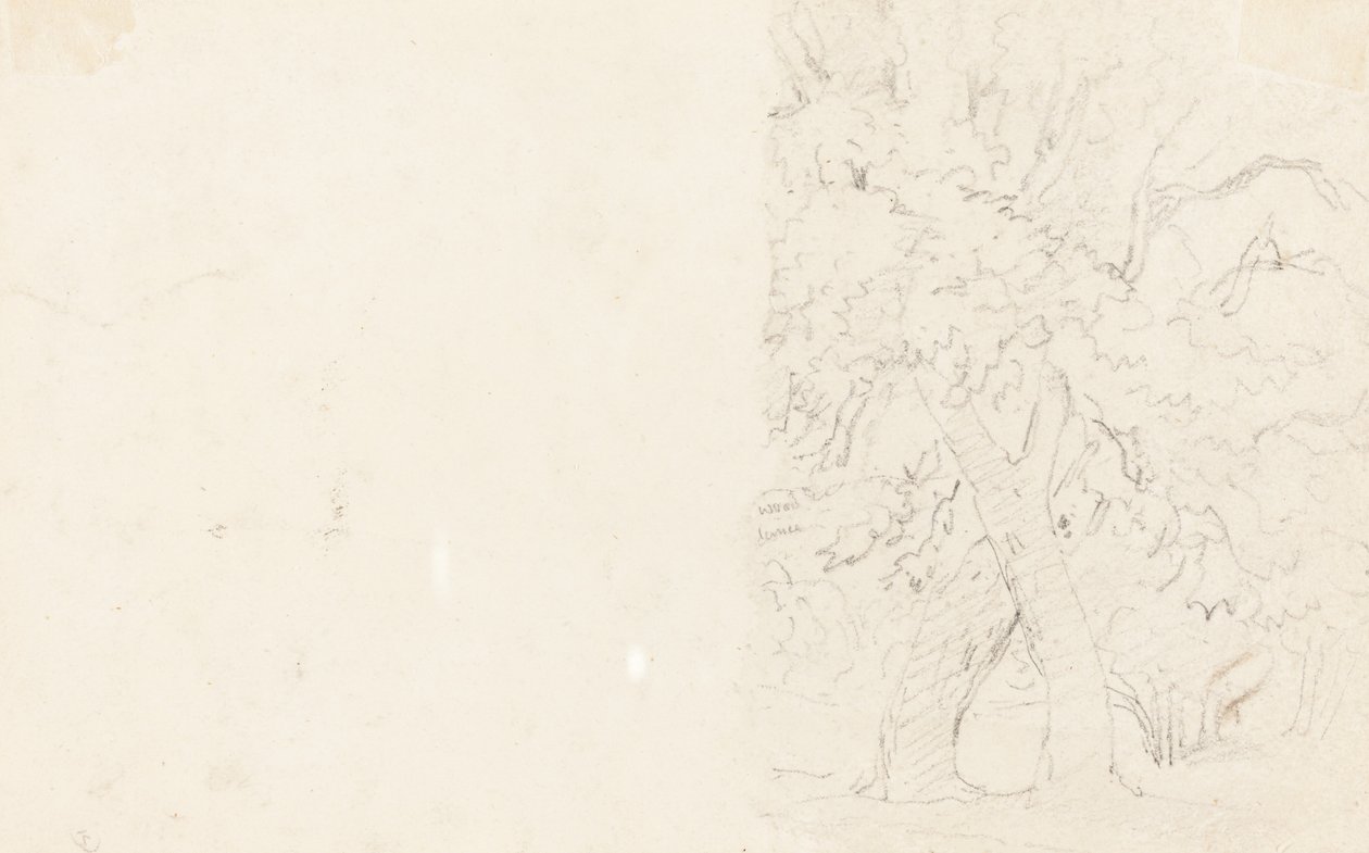 Trær [verso] av David Cox