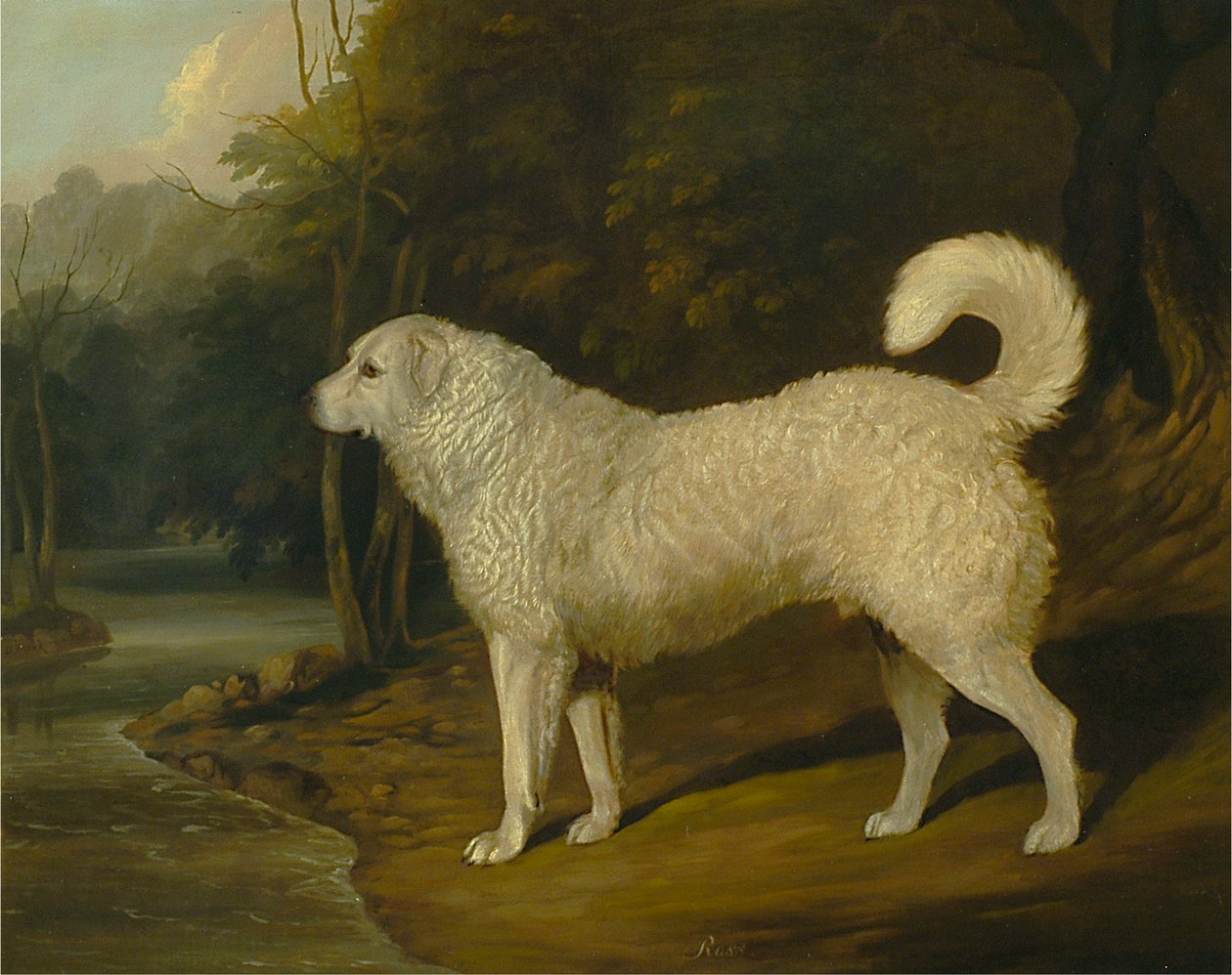 Portrett av en hund, Ross av David Dalby of York