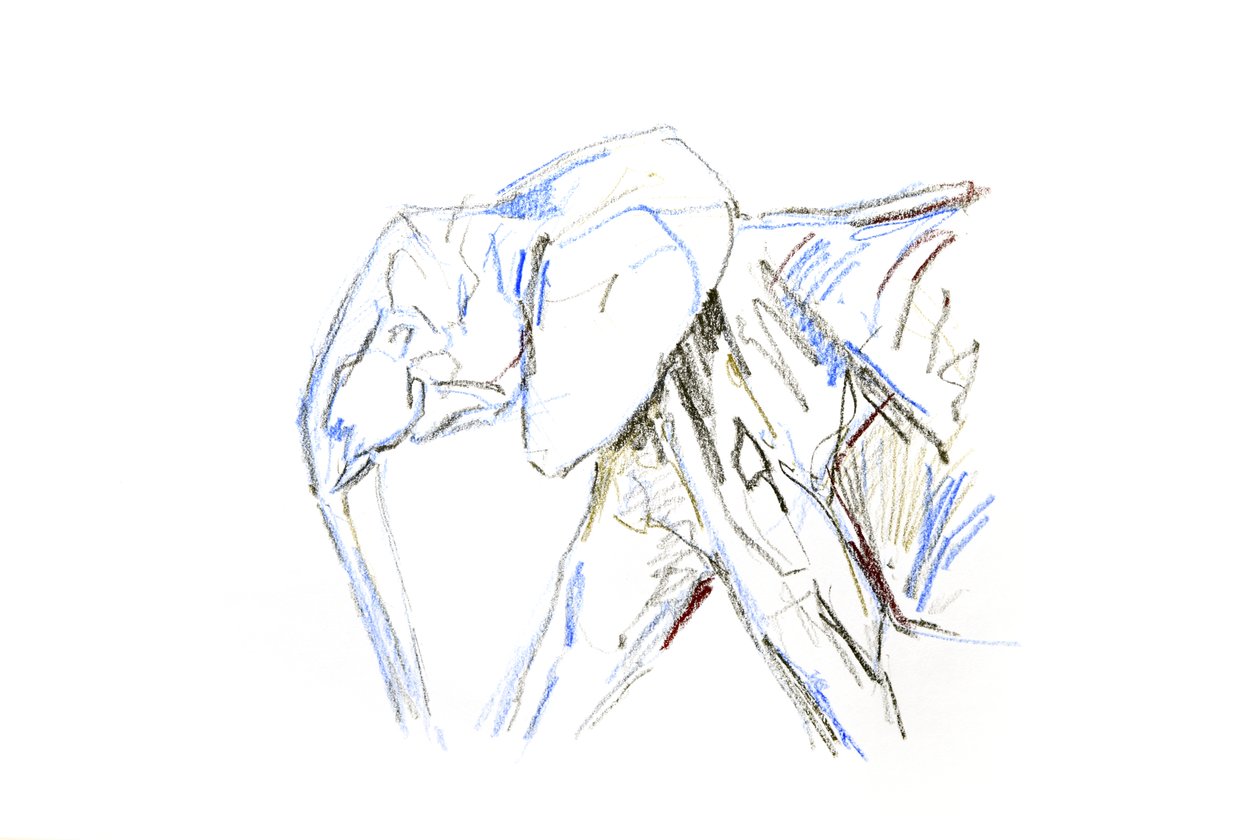Afrikansk elefant, 2021 (fargestift på papir) av David Mayer