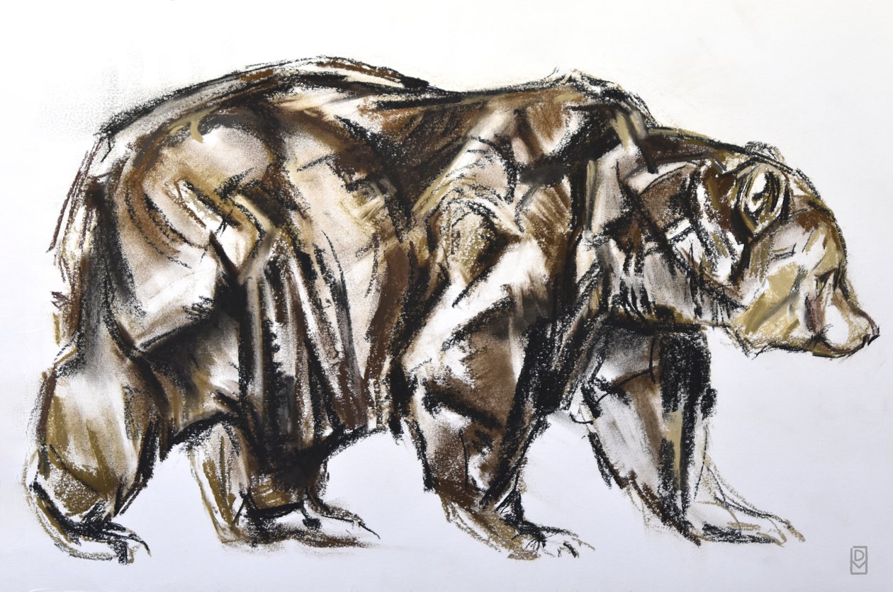 Brown Bear walking, 2012 (Pastell/Conte på papir) av David Mayer