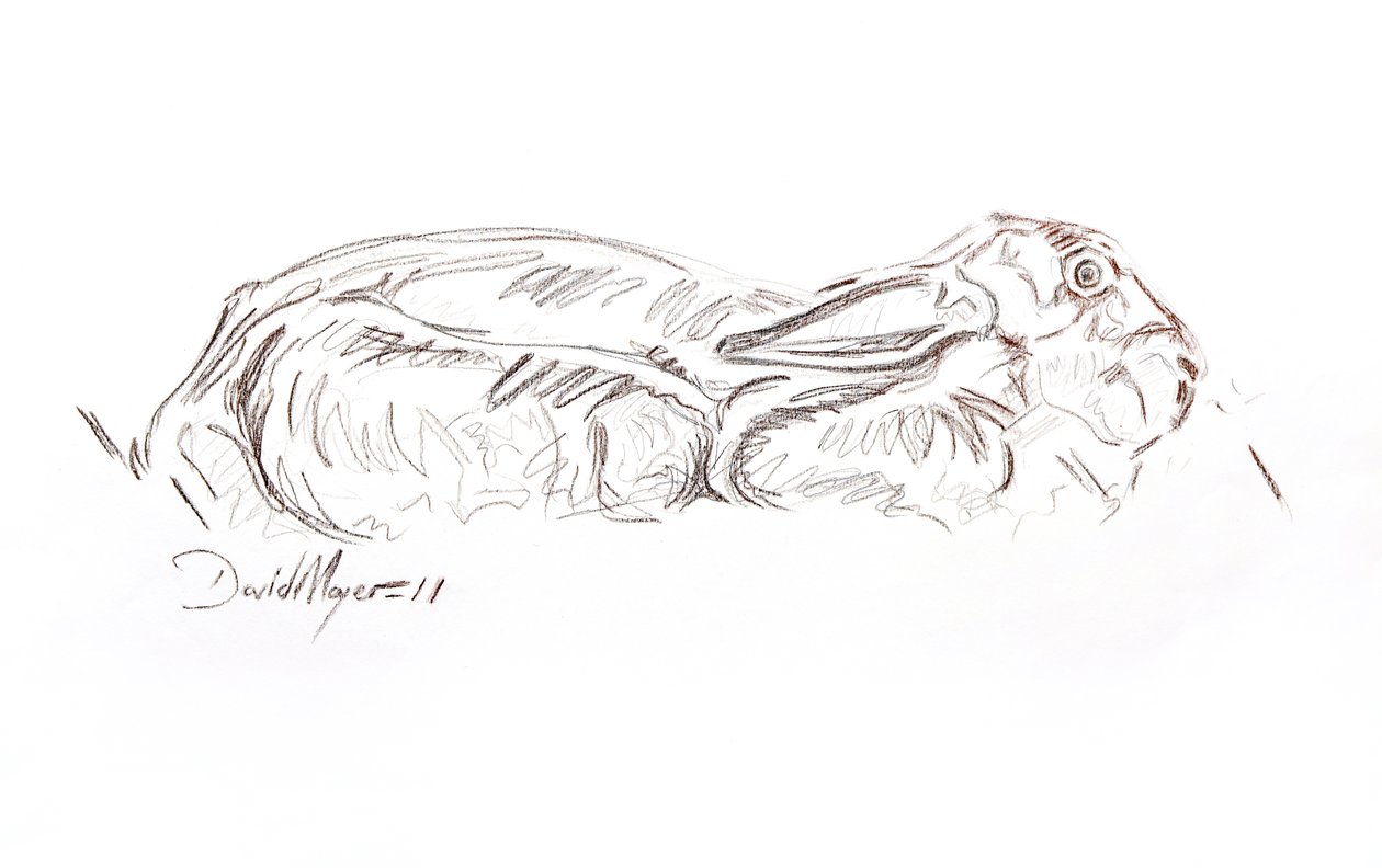 Brun hare liggende, 2012 (kontepastell på papir) av David Mayer