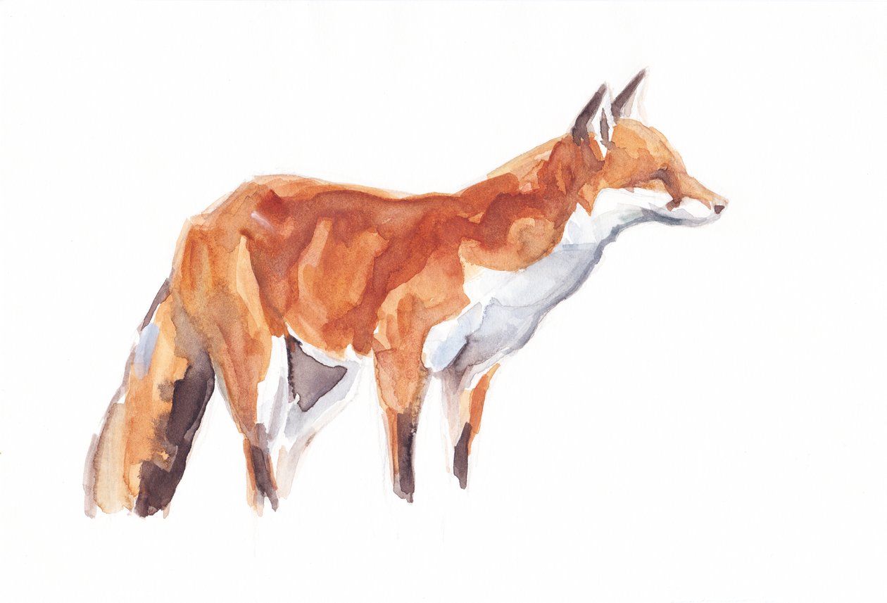 Fox, 2021 (fargestift og akvarell på papir) av David Mayer