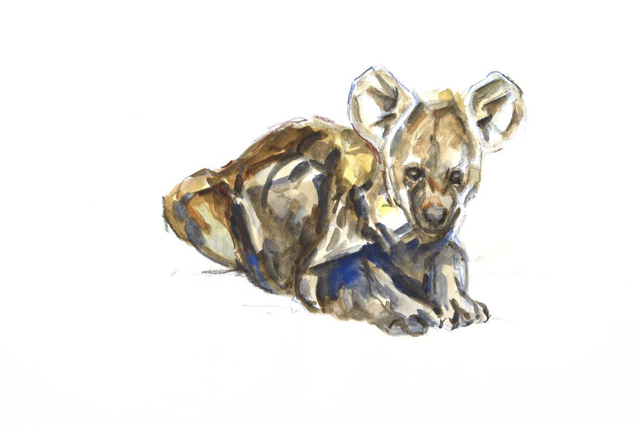 Hyenevalp, 2020 (akvarell, fargestift og gouache på papir) av David Mayer